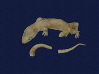 藏品(蝎虎)的圖片